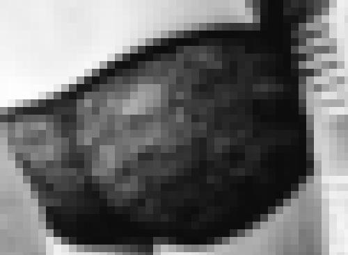 Photo from coco42 into Je montre mes fesses