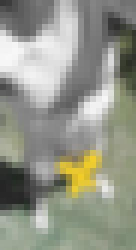 Foto de Magik Ben en Proverbes et expressions illustrés